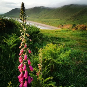 British (Welsh) Summer by Karolina Baranska