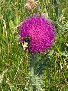 Mr Busy Bee by Stuart Mallinson