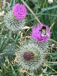 Pollination by Ross Stephens